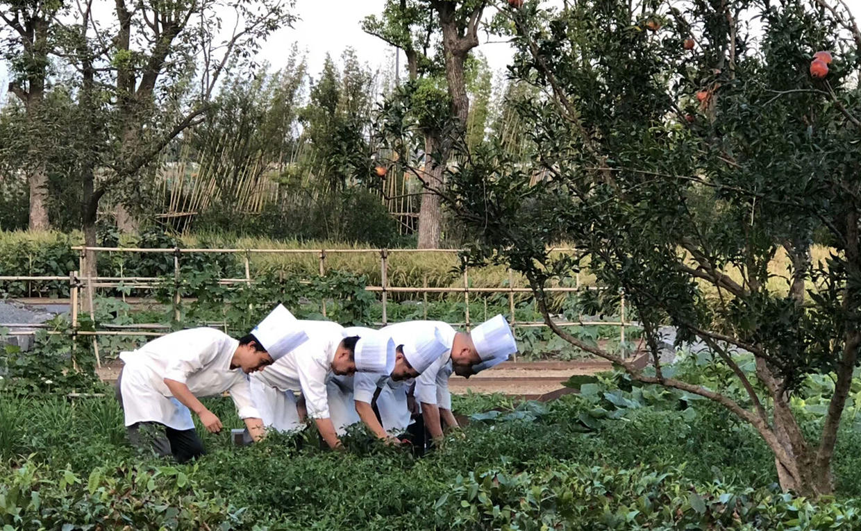 Chefs picking produce at Amanyangyun, China